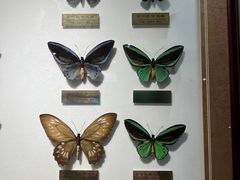 -上海昆虫博物馆