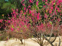 -南国桃园旅游度假区