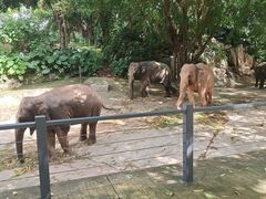 -深圳野生动物园