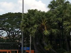 -东芭乐园