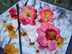 -洛阳市隋唐城遗址植物园