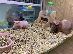 -藦茜花园宠物主题亲子互动体验馆(国顺东路店)