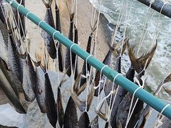-霞涌市场海鲜摆卖区