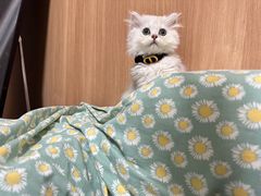 -屋虎猫馆(宝安大仟里店)