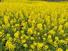 -两河城市森林公园