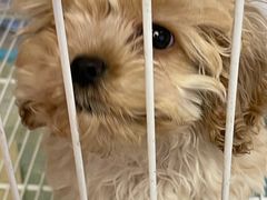 -柴犬小屋·柴餐厅·狗咖食堂(金鼎广场店)