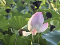 -莲花池公园