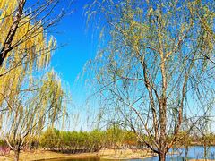-东郊湿地公园