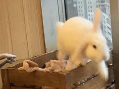 -猫猫幼稚园·撸猫·桌游·电玩