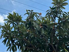 -塘栖枇杷特色园区