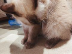 -藏猫猫咖啡主题馆(中央大道店)