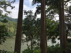 -银湖山郊野公园-相思林