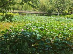 -沐仙湖湿地公园