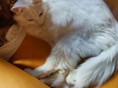 -猫咪咖啡·猫咖(万达广场店)