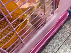 -宝鸡东道花鸟鱼虫市场(吉利花园商场店)