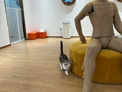 -1013 PET SHOP精品宠物商店(丁香店)