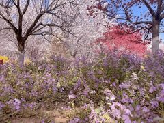 -古柏渡丰乐樱花园