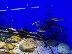 -上海海洋水族馆