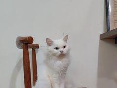 -楼上猫咖(罗湖店)