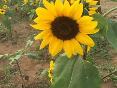 -北京东方普罗旺斯薰衣草庄园