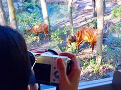 -奥兰多迪士尼动物王国乐园