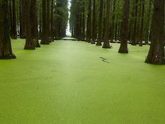 -渌洋湖湿地公园