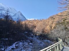 -稻城亚丁景区-冲古草甸
