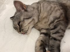 -灵美宠物诊所