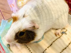 -瑞派·关忠动物医院·异宠专科·犬猫肿瘤·皮肤专科(望京店)