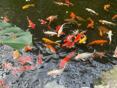 -广州白天鹅宾馆