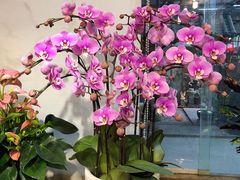 -双季花艺园艺市场(浦东店)
