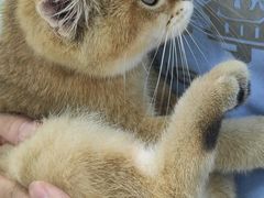 -唐小姐の猫狗洗护·购宠旗舰店(周浦万达店)