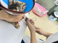 -瑞派动物医院·猫专科·至诚(江南中分院)