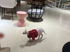 -藏猫猫咖啡主题馆(中央大道店)