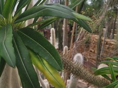 -北京植物园-展览温室