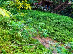 -西双版纳原始森林公园