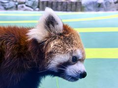 -海合安成都极地海洋公园