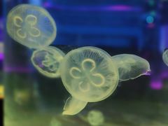 -沙沙哗啦海洋馆(华宇百花谷店)
