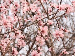 -桃花堤公园