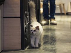-瞄一喵猫咖(格力海岸店)