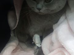 -伟伟宠物医院·CT影像中心·瑞派犬猫综合性门诊(汉口总院)