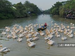 -南沙水鸟世界生态园