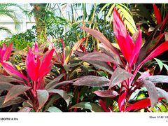 -石家庄市植物园