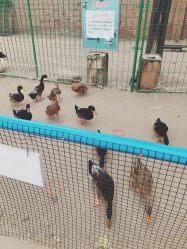 -上美四季动物农场