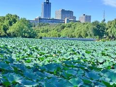 -长春市南湖公园