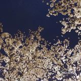 南西商圈的樱花和郁金香🌷让你幸福了吗？