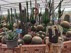 -海上花岛玫瑰园采摘