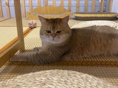 -柴迷FANS CLUB·柴犬狗咖·猫咖