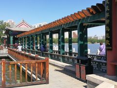 -莲花池公园