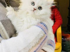 -欣宠猫屋·矮脚拿破仑·蓝金金渐层